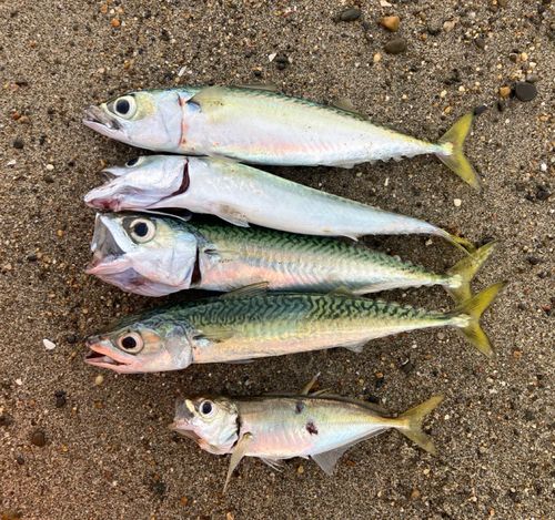 サバの釣果