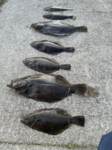 ヒラメの釣果
