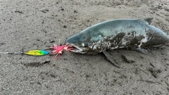 アキアジの釣果