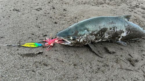 アキアジの釣果