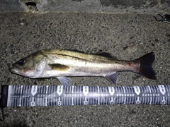 スズキの釣果
