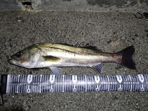 スズキの釣果