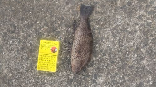 巴川河口