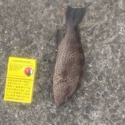 オオモンハタ