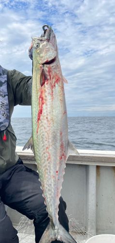 サワラの釣果