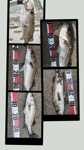 タイリクスズキの釣果