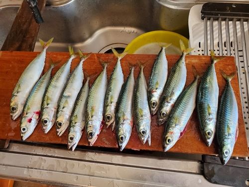 サバの釣果