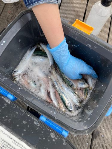 サバの釣果