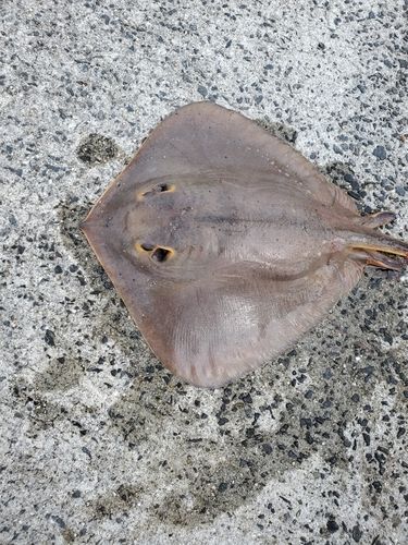 アカエイの釣果