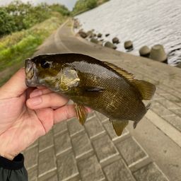 スモールマウスバス