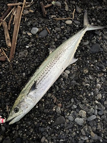 サゴシの釣果