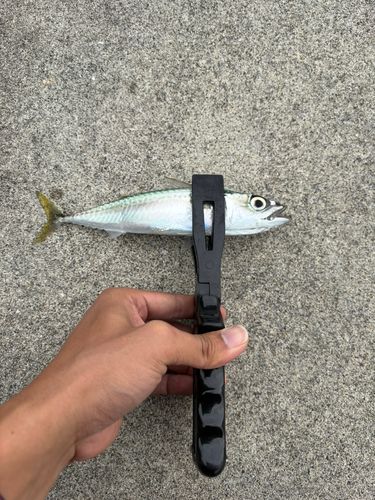 サバの釣果