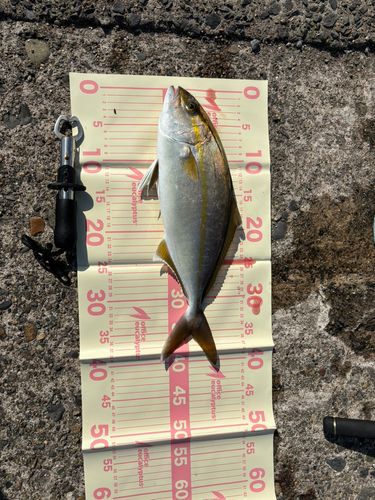鹿島港魚釣園