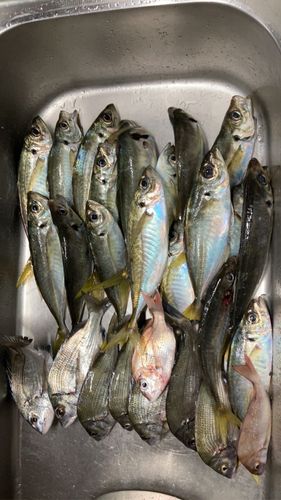 アジの釣果