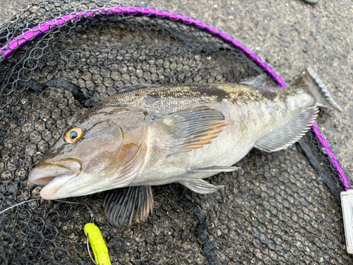 アブラコの釣果