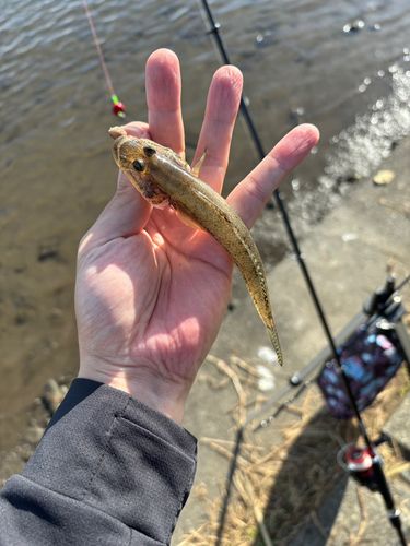 ハゼの釣果