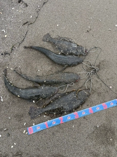 ヒラメの釣果