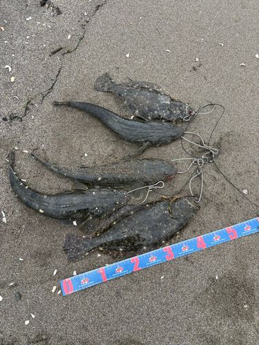 ヒラメの釣果