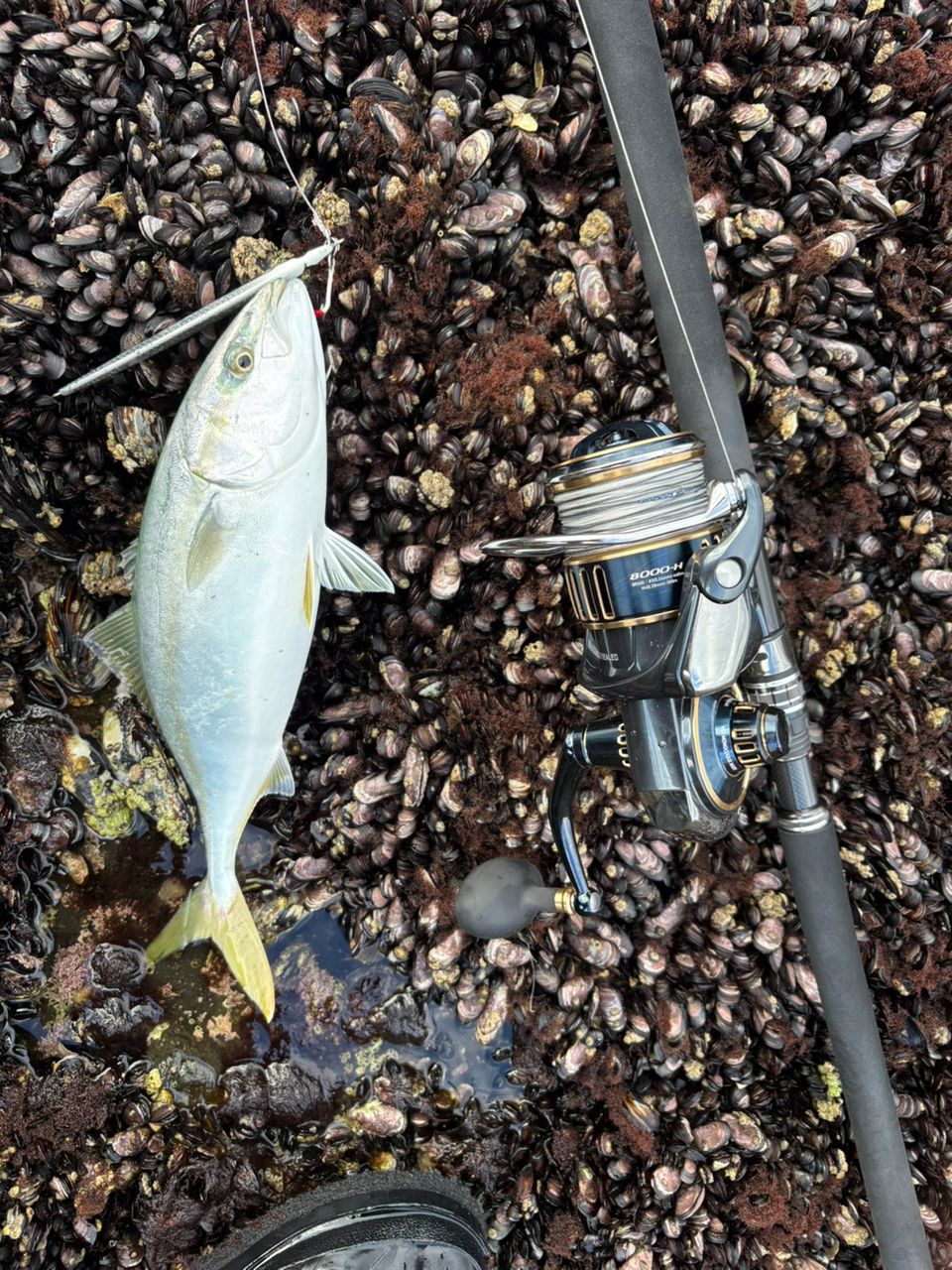 ドラッガーブレイクスルー DRAGER BREAK THROUGH100H-3 ダイワ