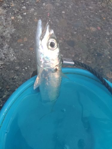 サバの釣果