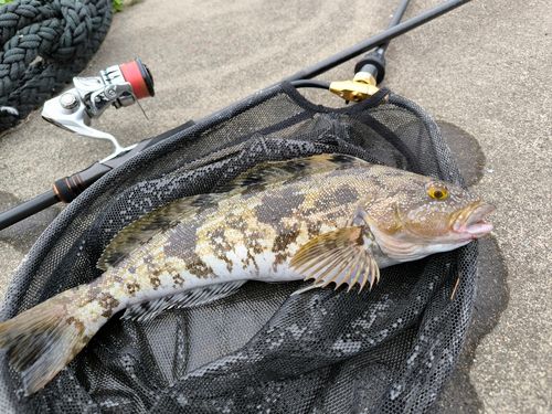 アイナメの釣果