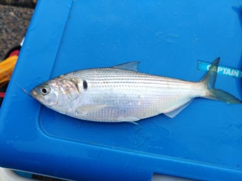 コノシロの釣果