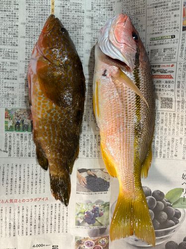 アコウの釣果