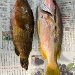 アコウ