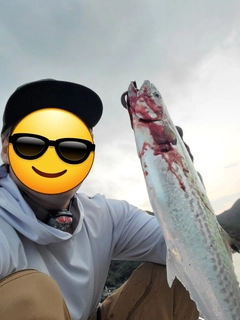 サゴシの釣果