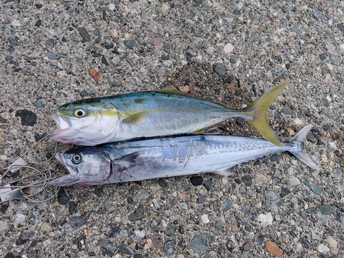 コゾクラの釣果
