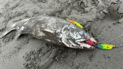 アキアジの釣果