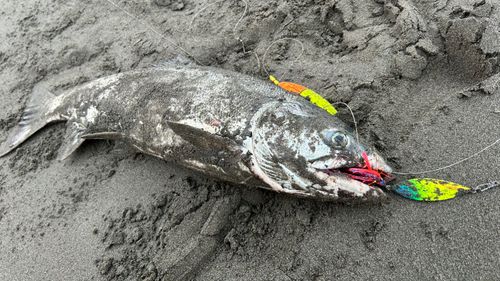 アキアジの釣果