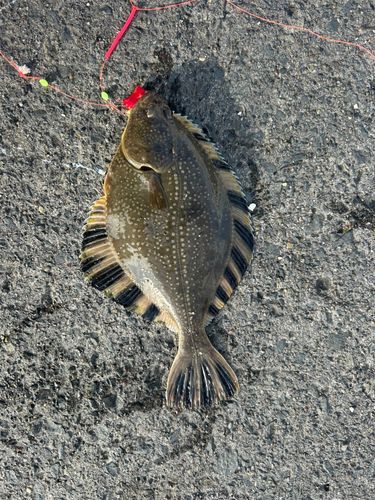 カレイの釣果