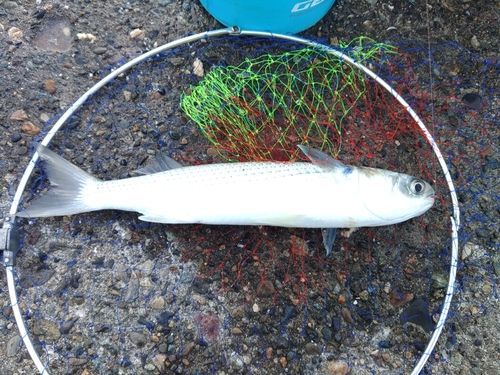 ボラの釣果