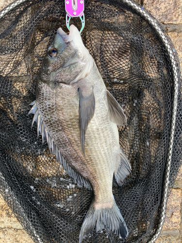 チヌの釣果