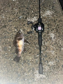 シロメバルの釣果