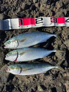 フクラギの釣果