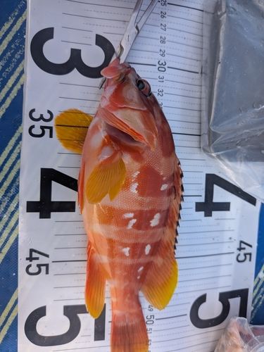 アカハタの釣果