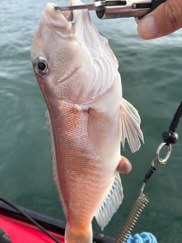 シロアマダイの釣果