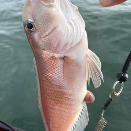 シロアマダイ
