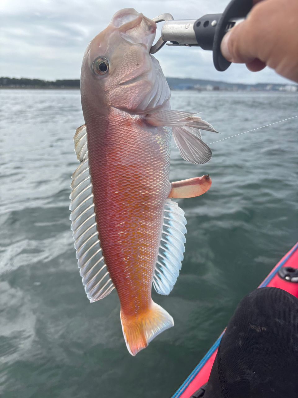 シロアマダイ