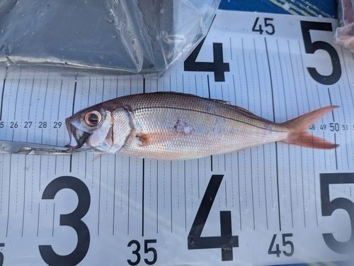 ヒメダイの釣果