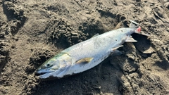 アキアジの釣果