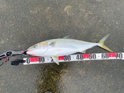 メジロの釣果