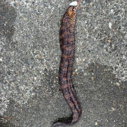 トラウツボ