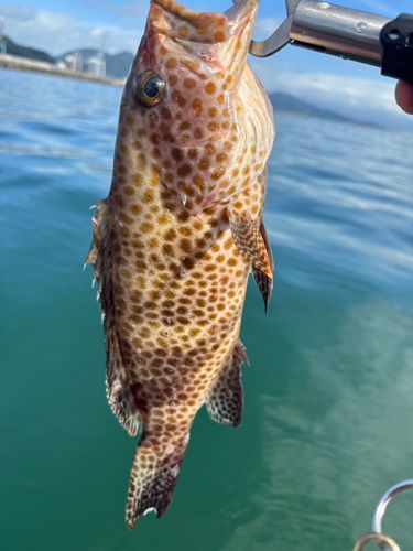 オオモンハタの釣果