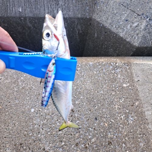 釣果