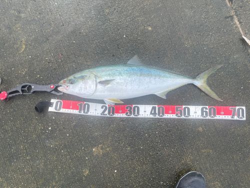 メジロの釣果