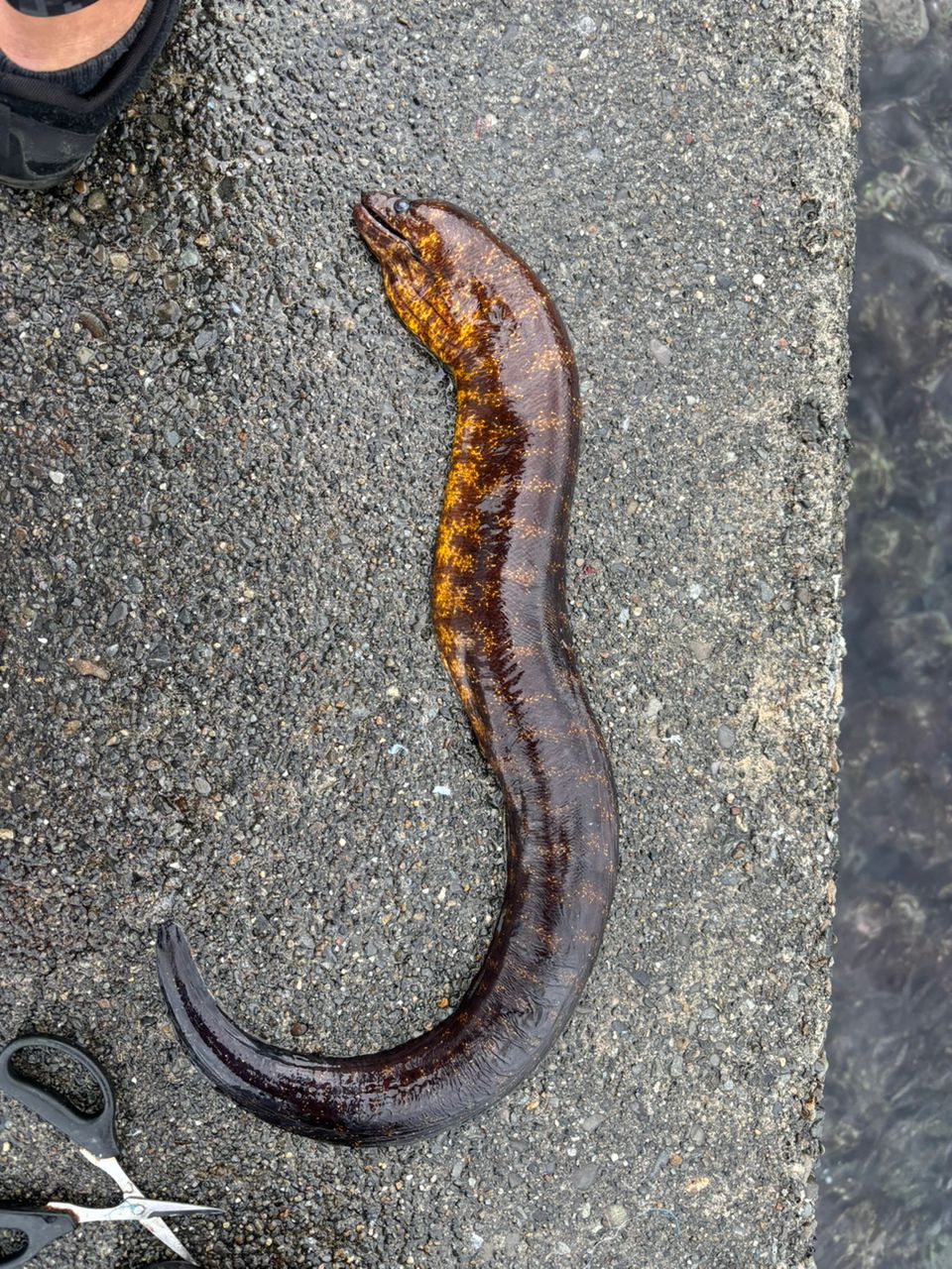 ウツボ
