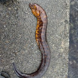 ウツボ
